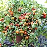 Bajaja Tomatensamen für ca. 15 Pflanzen - pflegeleichte Sorte, Massenertrag Foto, neu 2024, bester Preis 1,99 € (0,13 € / stück) Rezension