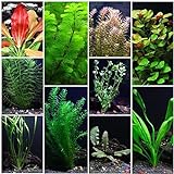 10 Species Live Aquarium Plants Package - Anacharis, Swords, Vallisneria and More! Photo, new 2024, best price $31.98 ($3.20 / Count) review