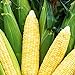 Photo Bodacious RM Sweet Yellow Corn, 75 Seeds Per Packet, (Isla's Garden Seeds), Non GMO Seeds, 90% Germination Rates, Scientific Name: Zea Mays review