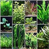 Florida 10 Species Live Aquarium Plants Bundle Photo, new 2024, best price $31.98 review