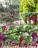 50+ Grape Seeds Vine Fruit Seed Fruit Plant Home Garden Non-GMO Photo, new 2024, best price $9.00 review