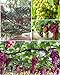 Photo 50+ Grape Seeds Vine Fruit Seed Fruit Plant Home Garden Non-GMO review
