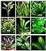 Foto 25 plantas de acuario vivas/9 tipos diferentes - Espadas amazónicas, Anubias, helecho Java, Ludwigia y mucho más! Gran muestra de plantas para tanques de 10 a 15 galones revisión