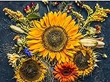 Sunflower Autumn 20K (CHK) Seeds Or 1 Pound Photo, new 2024, best price $129.00 review