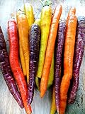 Bunten Karotte 100 Samen - Regenbogen Mix-weiß,gelb,orang,ro,lila Foto, neu 2024, bester Preis 1,99 € Rezension