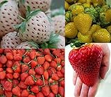 Erdbeeren-Sortiment XXL (Weisse+Gelbe+Rote+Riesenerdbeeren) 80++ Samen (Die Gartensensation) Foto, neu 2024, bester Preis 6,99 € Rezension