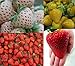 Foto Erdbeeren-Sortiment XXL (Weisse+Gelbe+Rote+Riesenerdbeeren) 80++ Samen (Die Gartensensation) Rezension