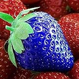 XQxiqi689sy Erdbeer-Samen, nahrhaftes Vitamin, bunt, nicht transgenisch, Bauernhoffruchtsamen, Blau, 100 Stück Foto, neu 2024, bester Preis 10,63 € Rezension