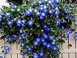 Blue Morning Glory Climbing Vine | 100 Seeds to Plant | Beautiful Flowering Vine Photo, new 2024, best price $6.96 ($0.07 / Count) review