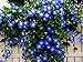Photo Blue Morning Glory Climbing Vine | 100 Seeds to Plant | Beautiful Flowering Vine review