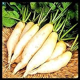 Radish Seeds for Planting | Non-GMO White Icicle Radish Seeds | Planting Packets Include Planting Instructions Photo, new 2024, best price $5.99 review