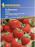 Erdbeeren Fresca Foto, neu 2024, bester Preis 5,14 € Rezension