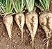Foto 300 semillas de remolachas azucareras blanco dulce de la remolacha no-GMO raíz vegetal o semillas de cultivos forrajeros revisión