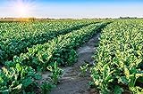 Sugar Beets Deer Food Plot Seeds - 500 Seeds to Grow - Whitetail Deer Go Wild for Sugar Beets Photo, new 2024, best price $9.98 ($0.02 / Count) review