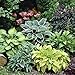 Photo Mixed Hosta Perennials (6 Pack of Bare Roots) - Great Hardy Shade Plants review