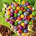 Foto TENGGO Egrow 50 Teile/Paket Traubenkernen Regenbogen Colorful Garten Obst Pflanzen Süße Kyoho Traubenkerne Rezension