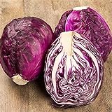 RattleFree Cabbage Seeds for Planting | Heirloom & Non-GMO | 500 Red Acre Cabbage Vegetable Seeds for Planting Home Gardens | Growing Instructions Included on Planting Packets Photo, new 2024, best price $6.95 review