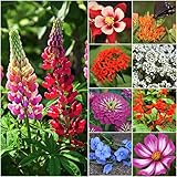 Seed Needs, Bird and Butterfly Wildflower Mixture (99% Pure Live Seed) Bulk Package of 30,000 Seeds Photo, new 2024, best price $11.99 ($0.00 / Count) review