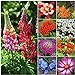 Photo Seed Needs, Bird and Butterfly Wildflower Mixture (99% Pure Live Seed) Bulk Package of 30,000 Seeds review