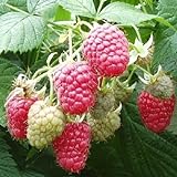 2 Joan J Raspberry Plants-Everbearing, Thornless (2 Lrg 2 Yrs Bare root Canes) Photo, new 2024, best price $29.95 review