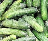 50 Rhinish Pickle Cucumber Seeds | Non-GMO | Heirloom | Fresh Garden Seeds Photo, new 2024, best price $6.95 review