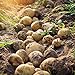 Photo 5pcs Graines de pommes de terre Haute taux de germination facile à croître à croissance rapide de la croissance rapide à manipuler le jardin Sweet and nutritieux savoureux végétal bonsaï p Gra examen