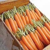 David's Garden Seeds Carrot Napoli 1122 (Orange) 200 Non-GMO, Hybrid Seeds Photo, new 2024, best price $3.95 review