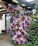 Clematis ~Mixed Colors~ 20Seeds Wonderful Large Blooms 20+ Perennial Vine Seeds Photo, new 2024, best price $13.90 review