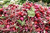 White, Pink, and Red 30-Day Radish Seed Mix – Traditional Crisp Spring Radish Varieties – Heirloom Seeds | Liliana's Garden | Photo, new 2024, best price $5.95 review