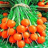 Seeds4planting - Seeds Sweet Carrot Paris Market Round Red Heirloom Vegetable Non GMO Photo, new 2024, best price $8.94 review
