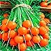 Photo Seeds4planting - Seeds Sweet Carrot Paris Market Round Red Heirloom Vegetable Non GMO review
