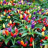 5 Color Pepper Plant Seeds for Planting | 25+ Seeds | Exotic Garden Seeds to Grow Multicolored Peppers | Amazing Photo, new 2024, best price $8.29 ($0.33 / Count) review