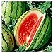 Photo 25 Dixie Queen Watermelon Seeds | Non-GMO | Heirloom | Instant Latch Garden Seeds review