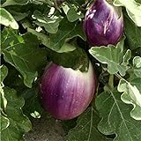 Aubergine - Eierfrucht - mittelfrüh - Violetta di Firenze - 20 Samen Foto, neu 2024, bester Preis 2,29 € Rezension