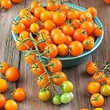 Sun Gold Hybrid Tomato Seeds (40 Seed Pack) Photo, new 2024, best price $6.49 review