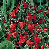 Prunkbohne Rot blühend - Feuerbohne - 25 Samen Foto, neu 2024, bester Preis 2,39 € Rezension
