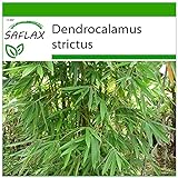 SAFLAX - Bambú de Calcuta - 50 semillas - Con sustrato estéril para cultivo - Dendrocalamus strictus Foto, nuevo 2024, mejor precio 4,45 € revisión