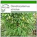 Foto SAFLAX - Bambú de Calcuta - 50 semillas - Con sustrato estéril para cultivo - Dendrocalamus strictus revisión
