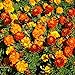 Photo Outsidepride Marigold Flower Seed Mix - 1000 Seeds review