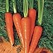 Photo Carrot Seeds - Moonraker Pelleted - 10,000 Seeds review
