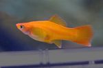 Фото Акваріумні Рибки Меченосец (Xiphophorus helleri), Жовтий