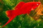 Фото Акваріумні Рибки Меченосец (Xiphophorus helleri), Червоний