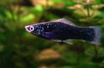 Photo Aquarium Fish Swordtail (Xiphophorus helleri), Black