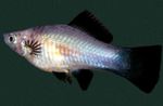 Photo Aquarium Fish Swordtail (Xiphophorus helleri), Silver