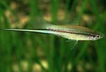 Photo Aquarium Fish Swordtail (Xiphophorus helleri), Green
