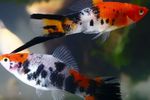 Photo Aquarium Fish Swordtail (Xiphophorus helleri), Motley