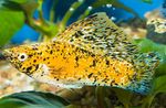 Nuotrauka Akvariumas Žuvys Sailfin Molly (Poecilia velifera), geltonas