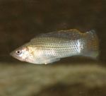 Nuotrauka Akvariumas Žuvys Sailfin Molly (Poecilia velifera), sidabras