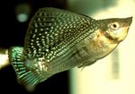 Фото Аквариумные Рыбки Моллинезия парусная (Пецилия высокоплавничная, Пецилия флаговая) (Poecilia velifera), зеленоватый