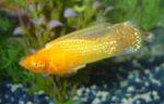 фотографија Акваријумске Рибице Саилфин Молли (Poecilia velifera), злато